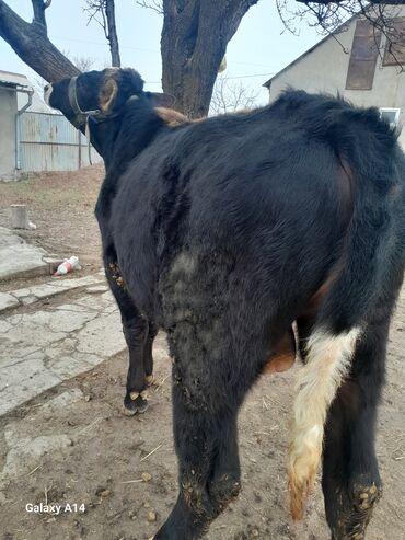 Коровы, быки: Продаю | Бык (самец) | На откорм | Привязанные — 10