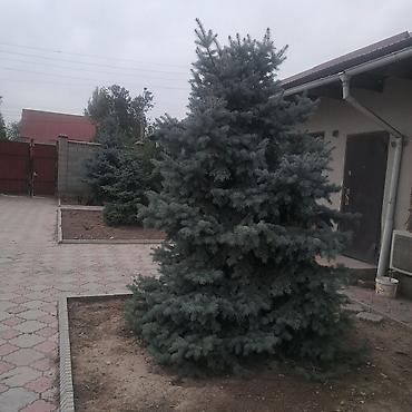 уй емерек: Продаю голубые ели, 8 лет. Здоровые, красавцырост-4шт.по 3метра — 6