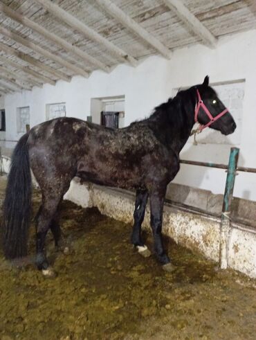 Башка жаныбарлар: Продается жеребец, 3 летка, Цена: 120 тыс сом. Адрес Кант