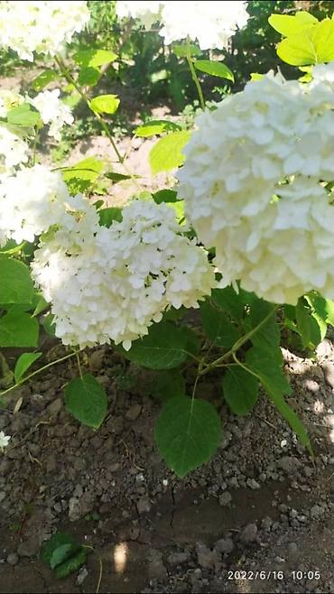 Гортензия: Гортензия БЕЛАЯ садовая. Крупные БЕЛЫЕ шары с футбольный мяч — 7