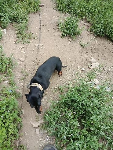 qurbanlıq heyvanlar: Satılır: qısa tüklü, qara rəngli taksa (daxshund) cinsi it — 4