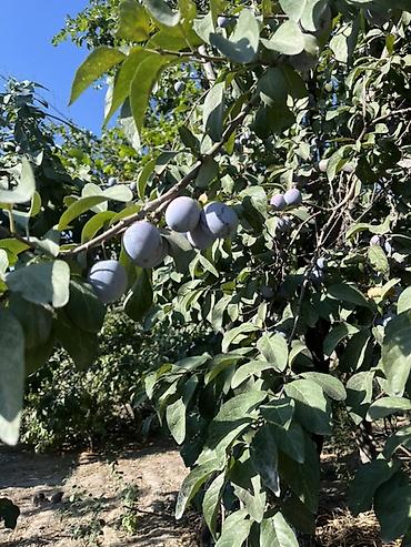 школьники сливы: У нас поспел чернослив 🍒 г.Бишкек Идеально подходит для повидло — 1