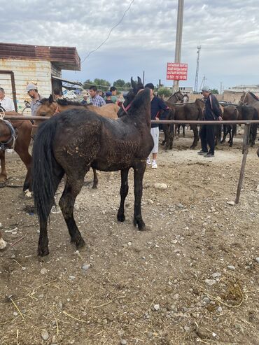 ургаачы тайлар: 1 жаш тай