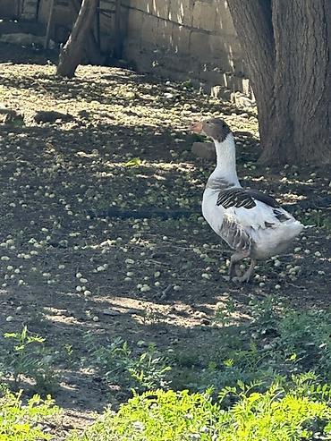 dişi qaz: Satılır: qazlar 2 yerli 1 quban qaz satılır 1 erkek, 2 kişi Yumurtayan — 3