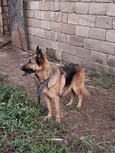 Alman çoban iti, 1 ay, Erkək, Ünvandan götürmə, Ödənişli çatdırılma, Rayonlara çatdırılma