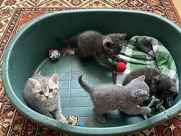 Pişiklər: Şotland, Erkək, Dişi, Ünvandan götürmə — 4