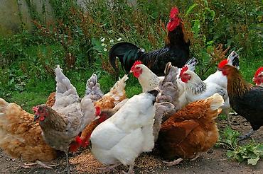 перепелки живые: Продаю | Куры | Домашняя | Несушки — 1