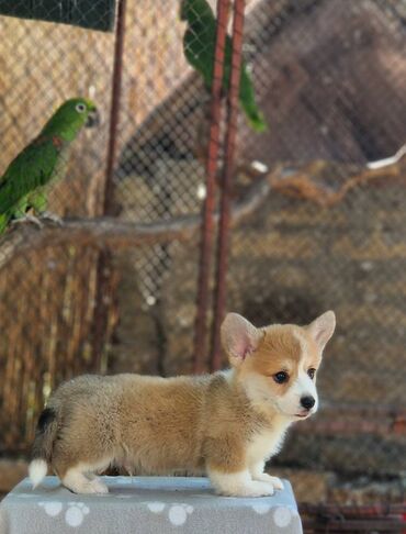 mali psi za stan: Kingdom of Golden Paws, odgajivačnica Velškog Korgija Pembrok