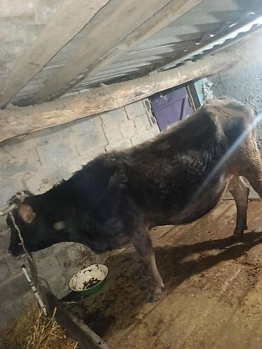 Коровы, быки: Продаю | Корова (самка) | Для молока | Племенные — 2