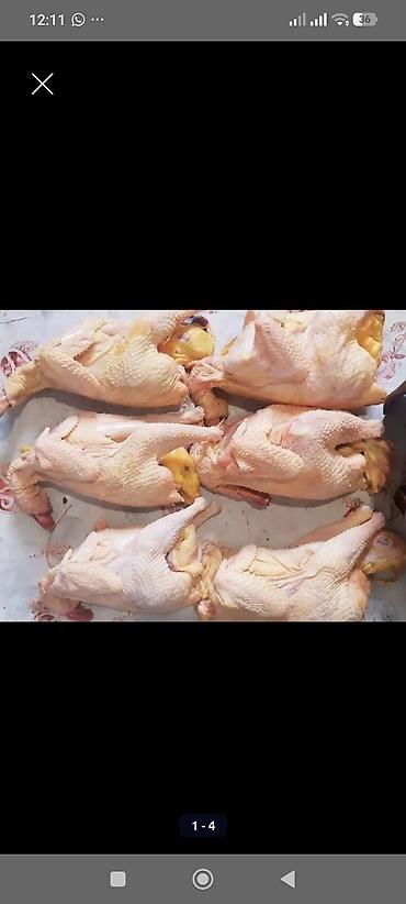 кукуруа: Продаю | Куры | Домашняя | На забой — 6