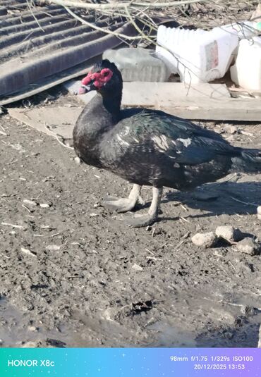 Ördəklər: Erkək, | Lal ördək, Ətlik, Ünvandan götürmə — 4