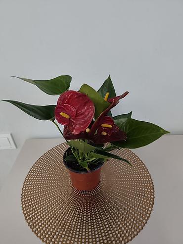 Папоротники: Калатея лонси калатея медальон — 3