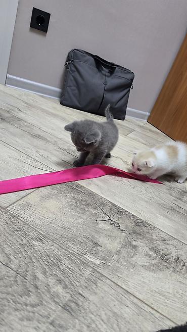 Продажа кошек: Скотиш Фолд (Шотландская вислоухая), 1 месяц, Девочка, Голубой, Приучена к лотку — 9