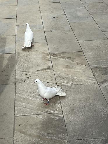 Göyərçinlər: Salam Aleykum Ağlar satilir .Şekil hərşeyi deyir nəsə yazmaqa ehdiyac — 8