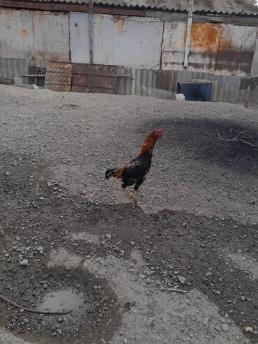 Xoruzlar: Məhsul: Xoruz (yerli döyüş/əsilzadı tipli) Təsvir: - Uzun bədənli — 6