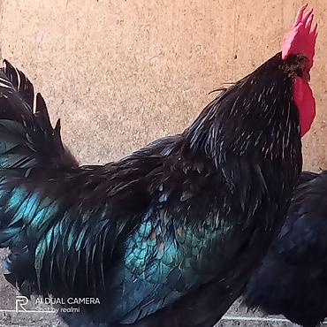 yumurtlayan toyuqlar satilir: Toyuq, Australorp, Yumurtalıq, Ünvandan götürmə, Ödənişli çatdırılma — 9