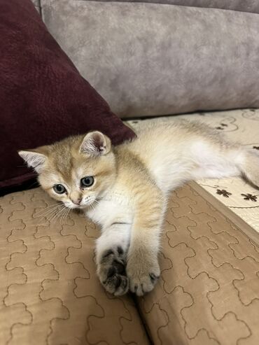 возьму породистого котенка в дар: Золотая шиншилла, Самка, В добрые руки, Самовывоз