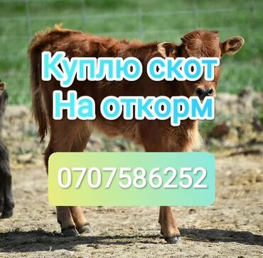 продажа попугаев жако: Куплю | Коровы, быки, Лошади, кони | Круглосуточно, На откорм, Самовывоз