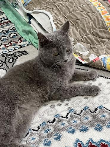 кошка британская вислоухая: Британский короткошёрстный котик серого (blue) окраса. - Плотная — 2