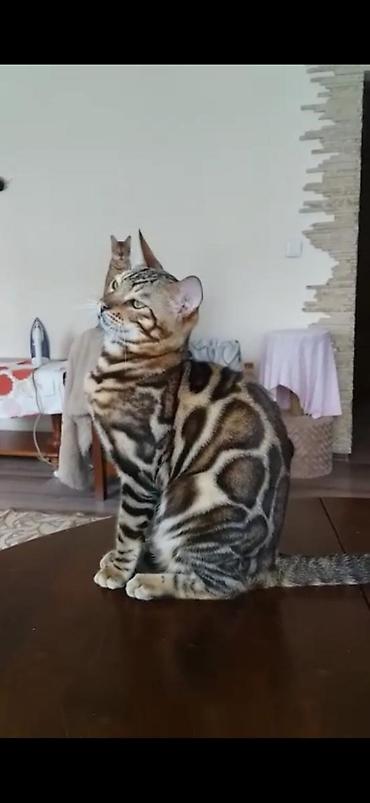 племенной: Красивейшие бенгальские котята .вырастают вот такими красавцами очень — 2