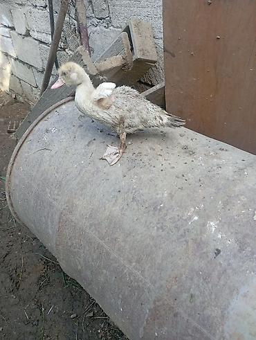 ev pisikleri satisi: Satılır: ördəklər (yerli cins) çöl ördəyi yaşılbaş - Rəng — 6