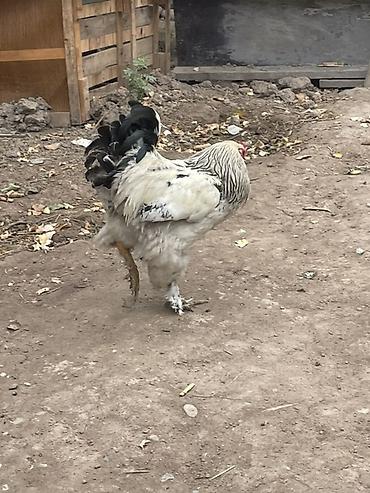 кох: Продаю | Петух | Брама | Для разведения — 1