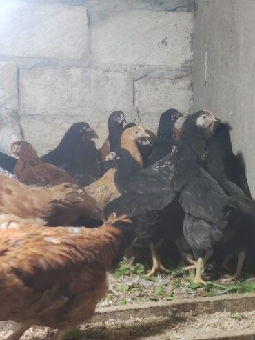 Cücələr: Toyuq cücələri, Ətlik — 6