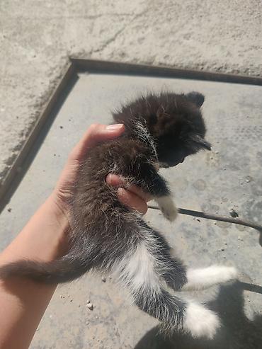 Котёнок, окрас чёрно-белый (носки и кончик хвоста белые). Очень at lalafo.kg Котёнок, окрас чёрно-белый (носки и кончик хвоста белые). Очень