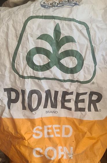 пшеница тринити: Кукуруза в початках (гибридная, бренд Pioneer Seed Corn) - Вид — 2
