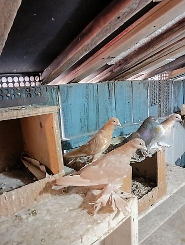 Птицы: Продаю молодых голубей 1 шт стоит пятьсот сом окончательно родители — 2