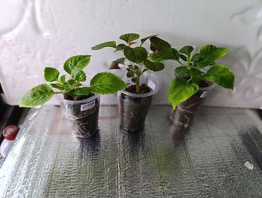 Другие комнатные растения: В продаже детки представленных растений детки каланхоэ по 150 с,детки — 13