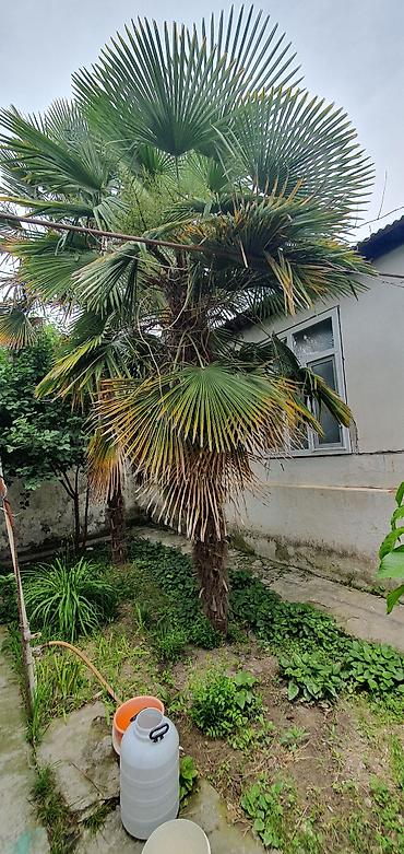 Деревья: Ünvan Göyçay Trachycarpus fortunei (Kanar yaxası/Çin xurma palmiyesi) — 1