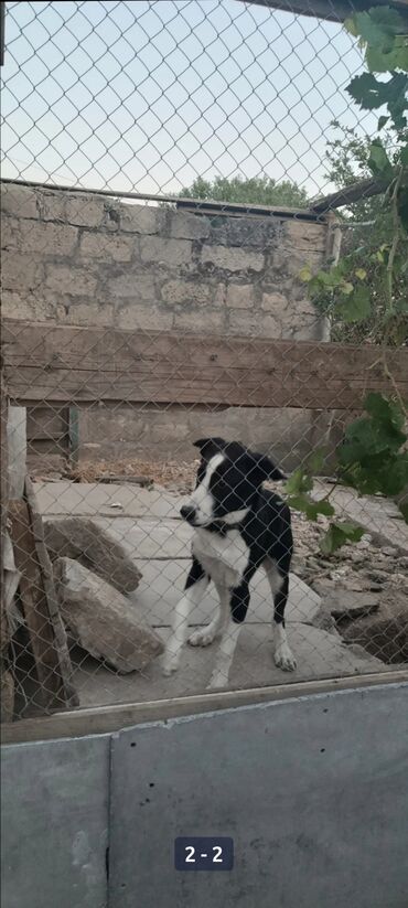 Asia: Erkek, Ünvandan götürmə