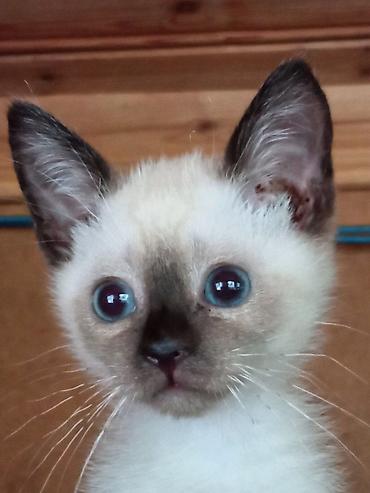 Pişiklər: Siam — 11