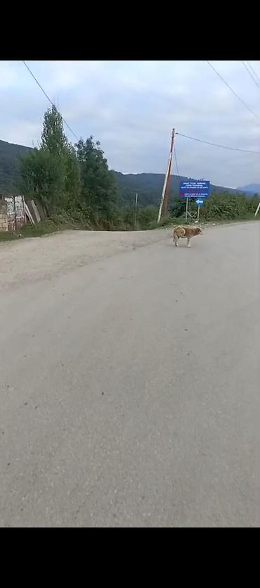 Həyət evləri və villaların satışı: 6 otaqlı, 180 kv. m — 12