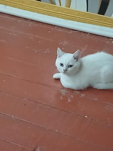 ağ pişik adları: Ağ rəngli, tükləri yumşaq və baxımı asan balaca pişik balaları — 3