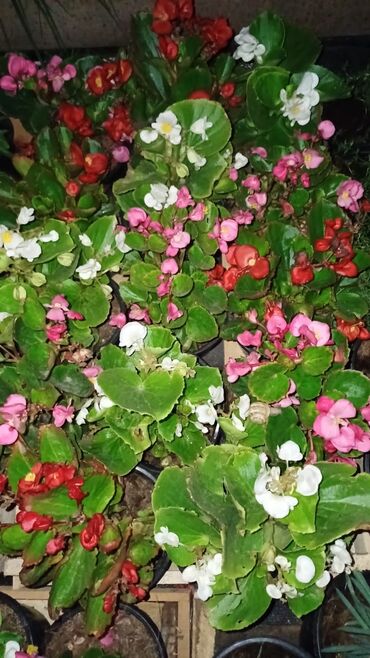 Toxumlar: Qazon catrlma qurasdrma 
tordf
kakavide var topdan sats qiymete — 2