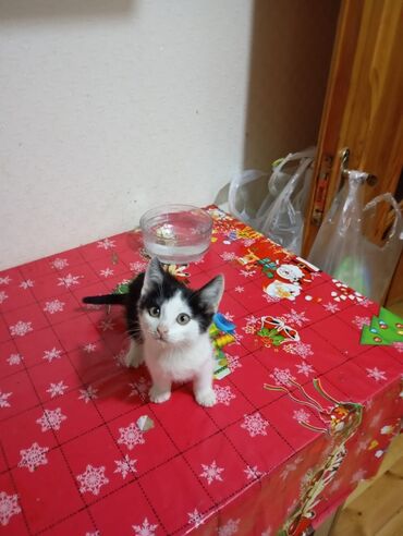 Pişiklər: Yaxşı əllərə — 12