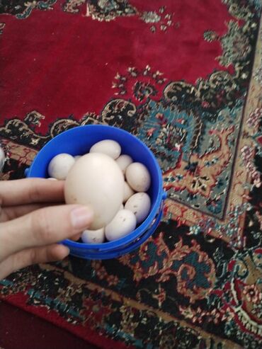 Yumurta: Lal ordek yumurtası satılır. Xoruzlu yunurtadir bala çıxartmaq üçündə