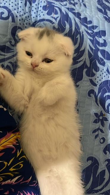 scottish fold satilir: Şotland yastı qulaq — 6