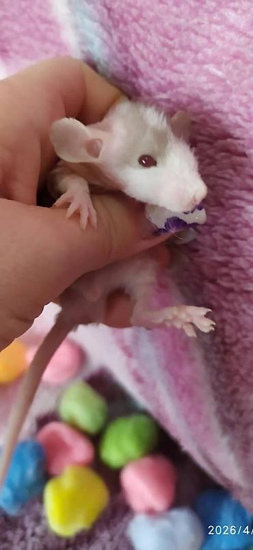 Другое: Привет друзья !!! Питомник Rat haus Love предлагает долгожданный помет — 4