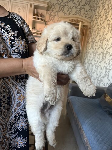 çoban itləri: Pekines, 1 ay, Dişi, Peyvəndli, Ünvandan götürmə