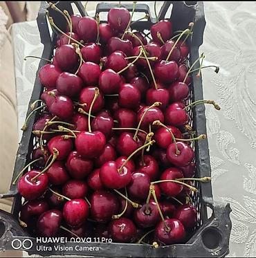 berde kiraye evler: 270 sot, Kənd təsərrüfatı, Mülkiyyətçi, Kupça (Çıxarış) — 1