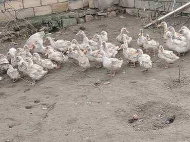 Ördəklər: Dilli ordekler — 9