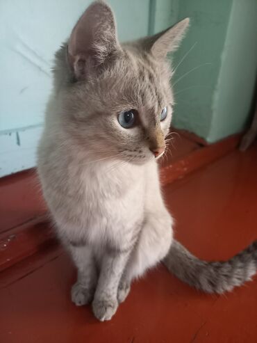 продаю породистых коров: Кошка даром: Бомбейская, 8 месяцев, Девочка, Приучена к лотку, Проглистована