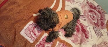 İtlər: Pudel, 5 ay, Dişi