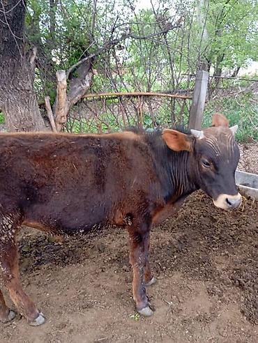 Коровы, быки: Продаю | Бык (самец) | На откорм — 12