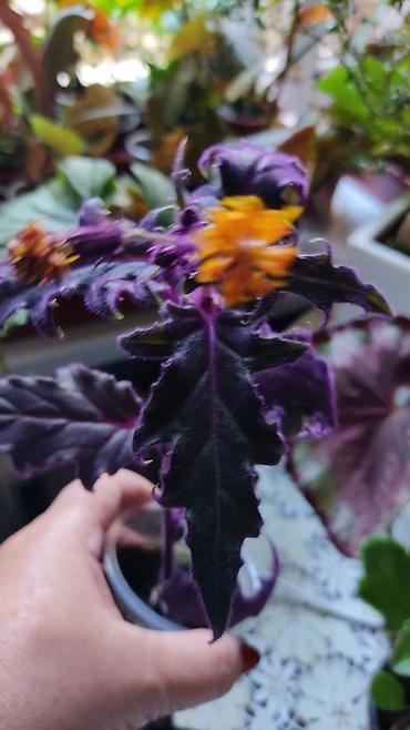 Другой декор и предметы интерьера: Распродажа алоэ и другие цветы по 100 сом — 24