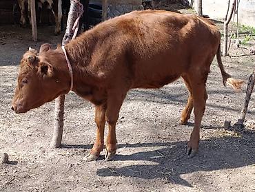 Коровы, быки: Продаю | Корова (самка) | Алатауская — 7