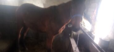 мальтипу купить: Сатам | Бээ (ургаачы) | Аргын | Көбөйтүү үчүн